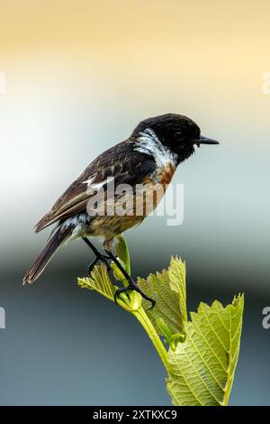 Ein Steinchen im Turvey Nature Reserve, Dublin. Dieser Vogel ernährt sich von Insekten, Samen und Beeren. Stockfoto