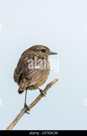 Ein Steinchen im Turvey Nature Reserve, Dublin. Dieser Vogel ernährt sich von Insekten, Samen und Beeren. Stockfoto