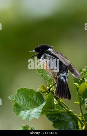 Ein Steinchen im Turvey Nature Reserve, Dublin. Dieser Vogel ernährt sich von Insekten, Samen und Beeren. Stockfoto