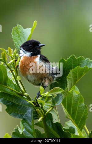 Ein Steinchen im Turvey Nature Reserve, Dublin. Dieser Vogel ernährt sich von Insekten, Samen und Beeren. Stockfoto