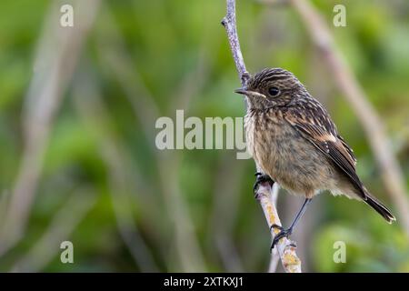 Ein Steinchen im Turvey Nature Reserve, Dublin. Dieser Vogel ernährt sich von Insekten, Samen und Beeren. Stockfoto