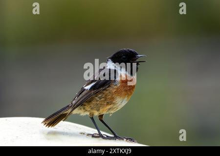 Ein Steinchen im Turvey Nature Reserve, Dublin. Dieser Vogel ernährt sich von Insekten, Samen und Beeren. Stockfoto