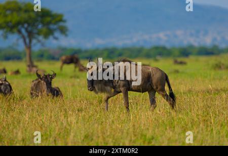 Blaue Gnus laufen in der Serengeti-Ebene. WESTERN Serengeti, Grumeti. Serengeti Nationalpark, Tansania. Stockfoto