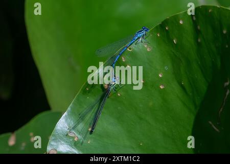 Nancy, Frankreich - Blick auf eine männliche Blausegel-Damselfliege, die an einem Weibchen befestigt ist, das auf einem Seerosenblatt in einem botanischen Garten in Nancy platziert ist. Stockfoto