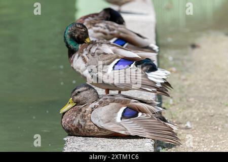 Nancy, Frankreich - Blick auf eine Frau Mallard, die auf einer niedrigen Mauer am Rand eines Wassers in einem Stadtpark sitzt, mit anderen Mallard dahinter. Stockfoto