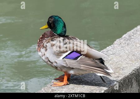 Nancy, Frankreich - Blick auf einen männlichen Mallard, der auf einer niedrigen Mauer am Rand eines Wassers in einem Stadtpark sitzt. Stockfoto