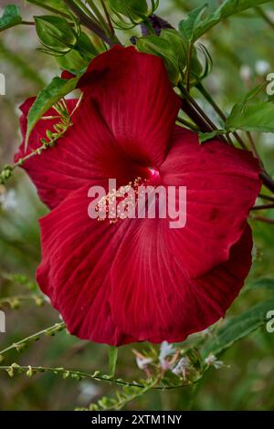 Üppige bunte rote Hibiskusblüte aus nächster Nähe Stockfoto