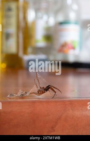 Große Hausspinne, die in ein eigenes Netz gewickelt ist, geht auf der Küchenoberfläche Stockfoto