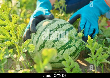 Nahaufnahme von Wassermelonenpflanze, kleiner reifender Beere und Bauernhänden Stockfoto