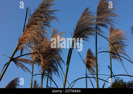 Nahaufnahme von Pampas-Gras, das sanft im Wind gegen einen klaren blauen Himmel schwingt, während der goldenen Stunde in einer Küstenlandschaft im Freien festgehalten. Stockfoto