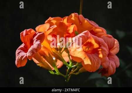 Nahaufnahme der hellorangefarbenen roten Blume von Campsis grandiflora aka chinesische Trompetenrebe isoliert im Sonnenlicht auf dunklem Hintergrund Stockfoto