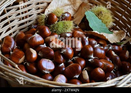 Nahaufnahme von frisch gepflückten Kastanien in einem Korb mit Blättern und Igeln. Stockfoto