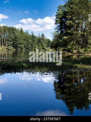 Beecraigs Country Park Loch, in der Nähe von Linlithgow, Schottland Stockfoto