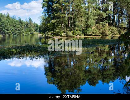 Beecraigs Country Park Loch, in der Nähe von Linlithgow, Schottland Stockfoto