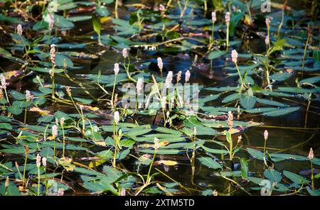 Beecraigs Country Park Loch, in der Nähe von Linlithgow, Schottland Stockfoto