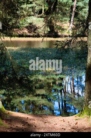 Beecraigs Country Park Loch, in der Nähe von Linlithgow, Schottland Stockfoto