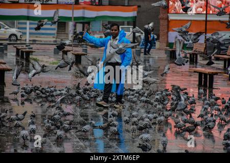 Srinagar, Indien. August 2024. Ein Mann macht Fotos, während Tauben während des Niederschlags nach einer intensiven Hitzewelle in Srinagar fliegen, der Sommerhauptstadt von Jammu und Kaschmir. (Credit Image: © Saqib Majeed/SOPA Images via ZUMA Press Wire) NUR REDAKTIONELLE VERWENDUNG! Nicht für kommerzielle ZWECKE! Stockfoto