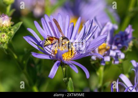 Eine Potter Wasp bestäubt eine Purple Aster Blume in einem blühenden Garten. Nahaufnahme und Beobachtung. Stockfoto