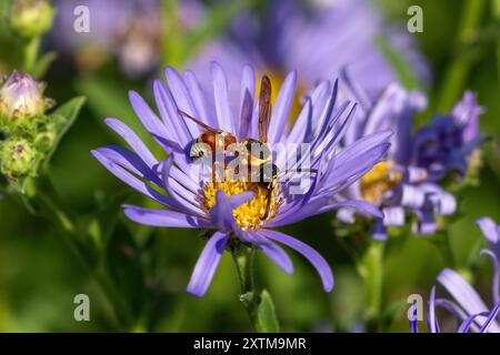 Eine große bunte Potter Wasp ernährt sich von einer violetten Aster Gänseblümchenblume im Garten. Stockfoto