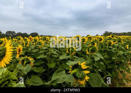 Landwirtschaftliches Feld mit gelben Sonnenblumen gegen den Himmel mit Wolken. Sonnenblumenfeld. Goldener Sonnenuntergang. Sonnenblumen-Nahaufnahme. Agrarindustrie. Stockfoto