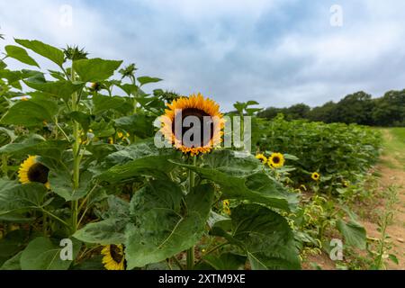 Landwirtschaftliches Feld mit gelben Sonnenblumen gegen den Himmel mit Wolken. Sonnenblumenfeld. Goldener Sonnenuntergang. Sonnenblumen-Nahaufnahme. Agrarindustrie. Stockfoto