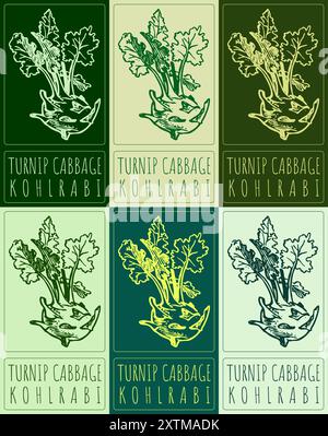 Satz von Vektorzeichnung RÜBENKOHL in verschiedenen Farben. Handgezeichnete Abbildung. Der lateinische Name ist KOHLRABI. Stock Vektor
