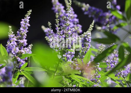 Heilpflanzen aus der Geschichte der Mönchspfeffer, auch als Keuschbaum oder Keuschlamm bekannt, zur Blütezeit im Sommer. *** Heilpflanzen aus der Geschichte die Mönche pfeffern, auch bekannt als der keusche Baum oder keuscher Baum, im Sommer blühen Stockfoto