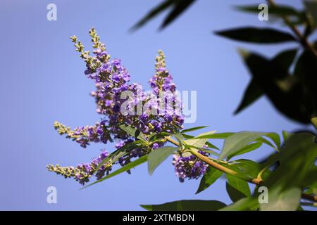 Heilpflanzen aus der Geschichte der Mönchspfeffer, auch als Keuschbaum oder Keuschlamm bekannt, zur Blütezeit im Sommer. *** Heilpflanzen aus der Geschichte die Mönche pfeffern, auch bekannt als der keusche Baum oder keuscher Baum, im Sommer blühen Stockfoto