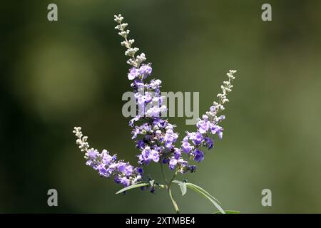 Heilpflanzen aus der Geschichte der Mönchspfeffer, auch als Keuschbaum oder Keuschlamm bekannt, zur Blütezeit im Sommer. *** Heilpflanzen aus der Geschichte die Mönche pfeffern, auch bekannt als der keusche Baum oder keuscher Baum, im Sommer blühen Stockfoto