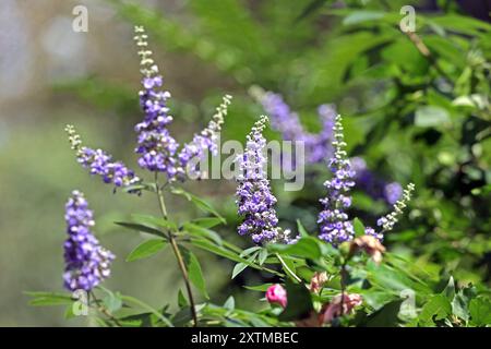 Heilpflanzen aus der Geschichte der Mönchspfeffer, auch als Keuschbaum oder Keuschlamm bekannt, zur Blütezeit im Sommer. *** Heilpflanzen aus der Geschichte die Mönche pfeffern, auch bekannt als der keusche Baum oder keuscher Baum, im Sommer blühen Stockfoto