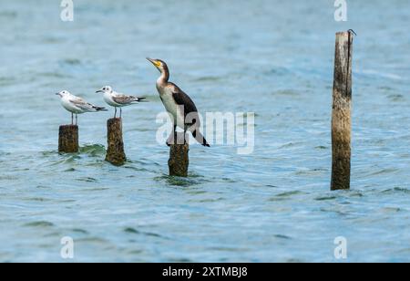 Vögel, die auf Holzstämmen im See ruhen: Eine Darstellung der Artenvielfalt mit schwarzem Kormoran und Schwarzkopfmöwen. Stockfoto