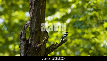 Flycatcher mit Kragen (Ficedula albicollis), der auf Hainbuchenbaumstumpf vor verschwommenem Hintergrund sitzt, Bialowieza Forest, Polen, Europa Stockfoto