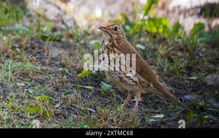 Erwachsene Song-Thrush (Turdus philomelos) auf der Suche nach Nahrung in Gras, Polen, Europa Stockfoto