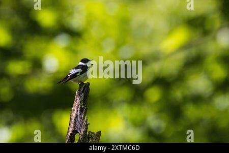 Flycatcher mit Kragen (Ficedula albicollis), der auf Hainbuchenbaumstumpf vor verschwommenem Hintergrund sitzt, Bialowieza Forest, Polen, Europa Stockfoto