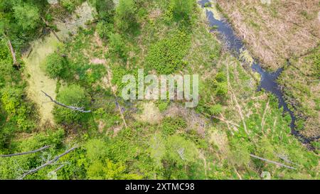 Luftaufnahme des Waldes Lesna River mit totem Baum, Bialowieza Wald, Polen, Europa Stockfoto