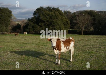 Kuh, die in einem grünen Feld steht und in die Kamera schaut Stockfoto