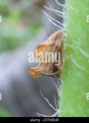 Kielbarer Baumopper (Entylia carinata) Insecta Stockfoto