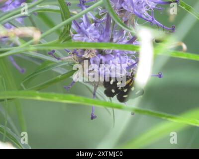 Weiß gepunktete Sable (Anania funebris) Insecta Stockfoto