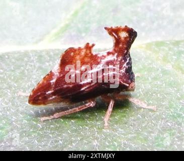 Kielbarer Baumopper (Entylia carinata) Insecta Stockfoto