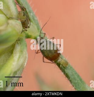 Vogel Kirschhafer Blattlaus (Rhopalosiphum padi) Insecta Stockfoto