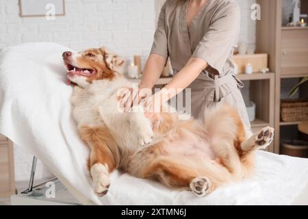 Süßer australischer Schäferhund, der sich auf der Couch im Spa-Salon massiert Stockfoto