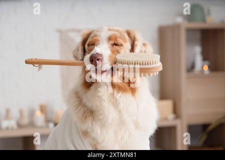 Süßer australischer Schäferhund mit Massagebürste im Spa-Salon Stockfoto