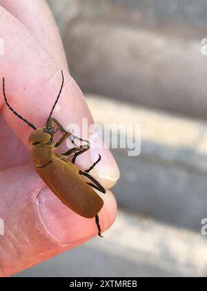 Brauner Blisterkäfer (Epicauta immaculata) Insecta Stockfoto