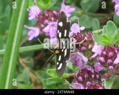 Weiß gepunktete Sable (Anania funebris) Insecta Stockfoto