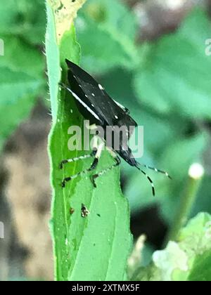 Black Stink Bug (Proxys punctulatus) Insecta Stockfoto