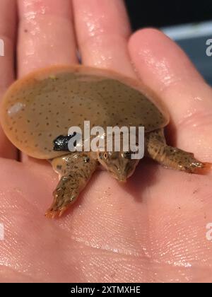 Midland Smooth Softshell Turtle (Apalone mutica mutica) Reptilia Stockfoto