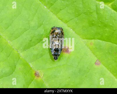 (Pristerognatha agilana) Insecta Stockfoto