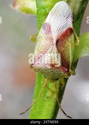 Rotkreuz-Schild-Bug (Elasmostethus cruciatus) Insecta Stockfoto