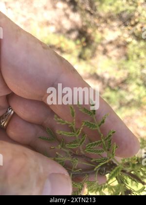 Weißhornakazie (Vachellia constricta) Plantae Stockfoto