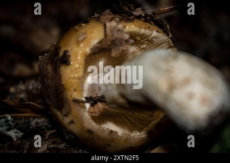 Stinkende Brittlegill-Pilze (Russula fetens) Stockfoto